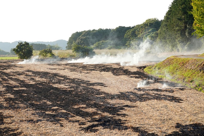 using fireplace ashes in gardening